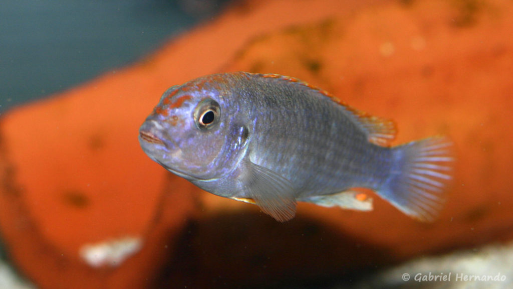 Pseudotropheus sp. "perspicax orange cap" (Abysse, mars 2010)