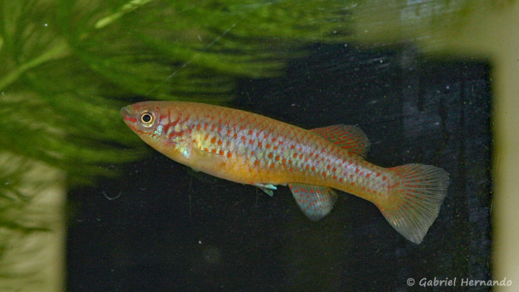 Scriptaphyosemion guignardi, variété de Mamou (Club aquariophile de Vernon, septembre 2008)