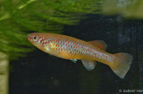 Scriptaphyosemion guignardi, variété de Mamou (Club aquariophile de Vernon, septembre 2008)