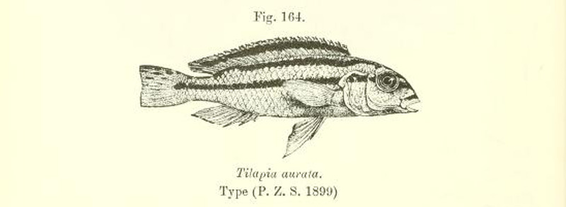 Melanochromis auratus, gravure extraite de Boulenger, 1915, page 246