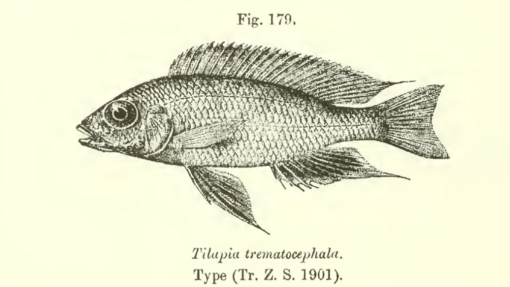 Aulonocara trematocephalum, tiré de Boulenger 1915