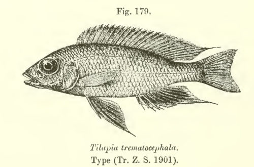 Aulonocara trematocephalum, tiré de Boulenger 1915