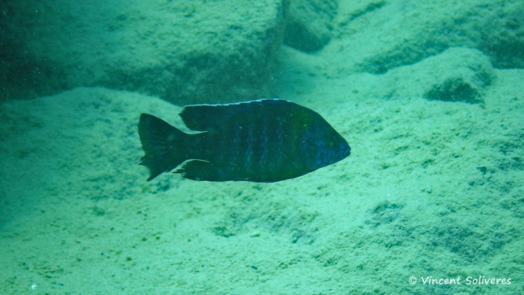 Aulonocara saulosi, in situ à Likoma