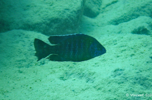 Aulonocara saulosi, in situ à Likoma