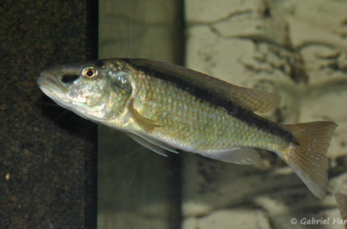 Champsochromis spilorhynchus (Aqua Treff, Duisbourg, mars 2004)