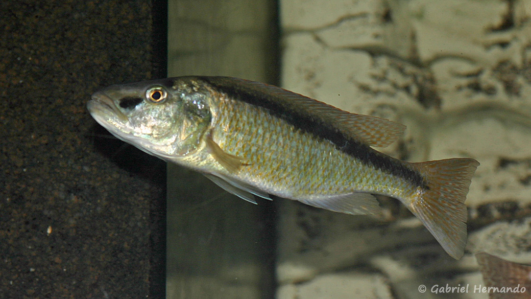 Champsochromis spilorhynchus (Aqua Treff, Duisbourg, mars 2004)