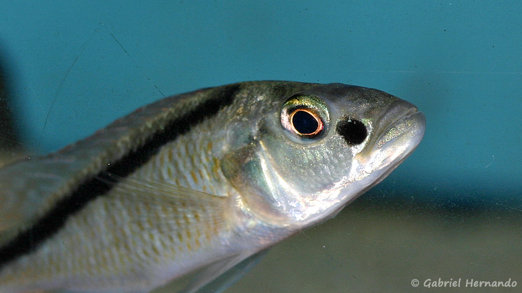 Champsochromis spilorhynchus (Aqua Treff, Duisbourg, mars 2004)