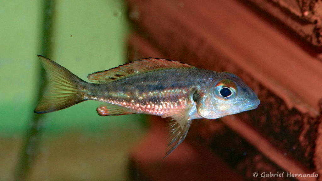 Callochromis melanostigma (Aquabeek, mars 2011)