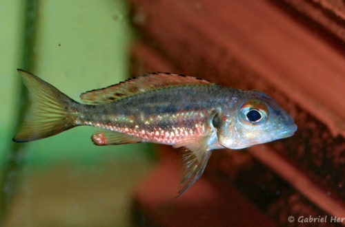 Callochromis melanostigma (Aquabeek, mars 2011)