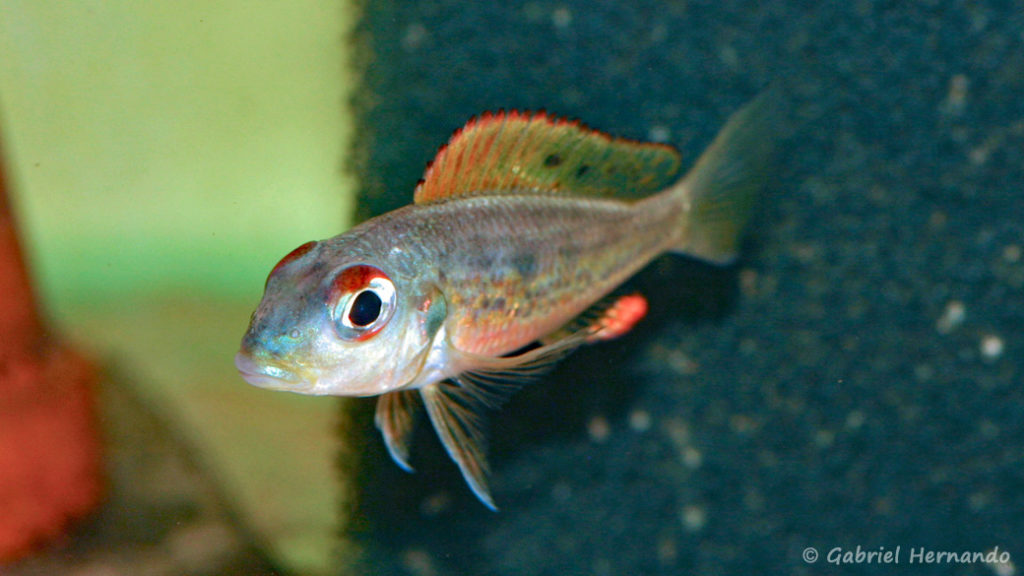 Callochromis melanostigma (Aquabeek, mars 2011)