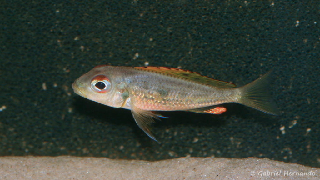 Callochromis melanostigma (Aquabeek, mars 2011)