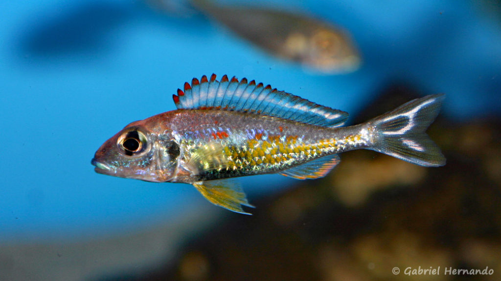 Callochromis pleurospilus, variété de Kigoma (Aqua Treff, Duisbourg, mars 2011)