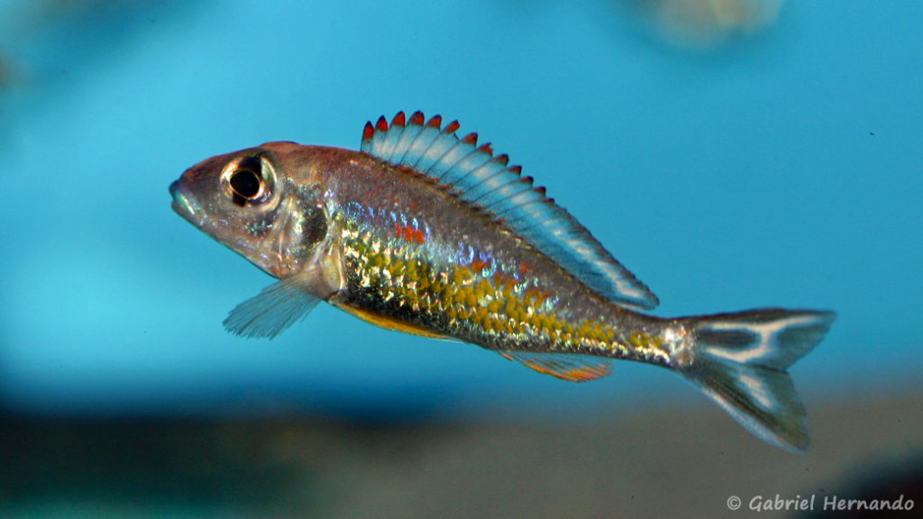 Callochromis pleurospilus, variété de Kigoma (Aqua Treff, Duisbourg, mars 2011)