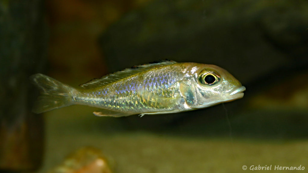 Callochromis pleurospilus, variété de Kigoma (chez Gilles Garrier, décembre 2006)