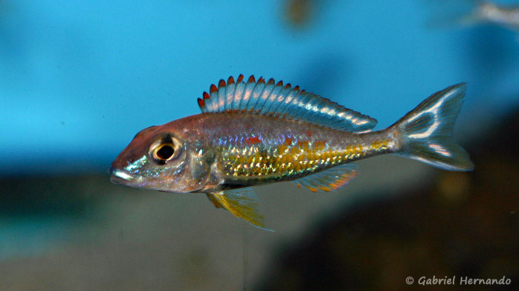 Callochromis pleurospilus, variété de Kigoma (Aqua Treff, Duisbourg, mars 2011)