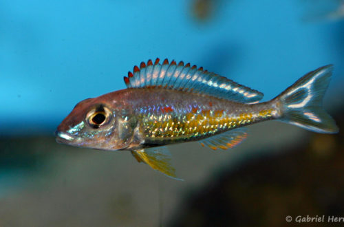 Callochromis pleurospilus, variété de Kigoma (Aqua Treff, Duisbourg, mars 2011)