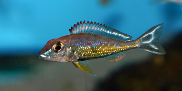 Callochromis pleurospilus, variété de Kigoma (Aqua Treff, Duisbourg, mars 2011)