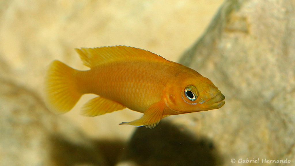 Neolamprologus leleupi, variété de Karilani (chez Vincent Chamayou, septempbre 2009)