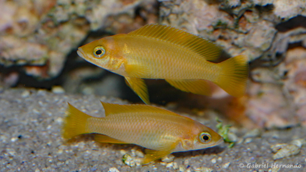 Neolamprologus mustax (Aqua-Treff, Allemagne, février 2012)