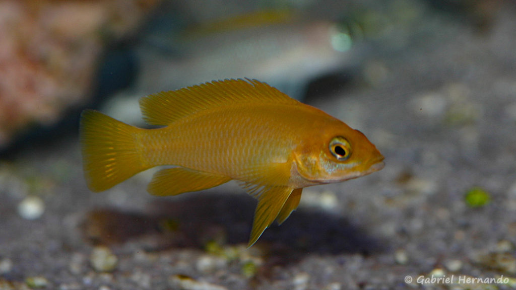 Neolamprologus mustax (Aqua-Treff, Allemagne, février 2012)