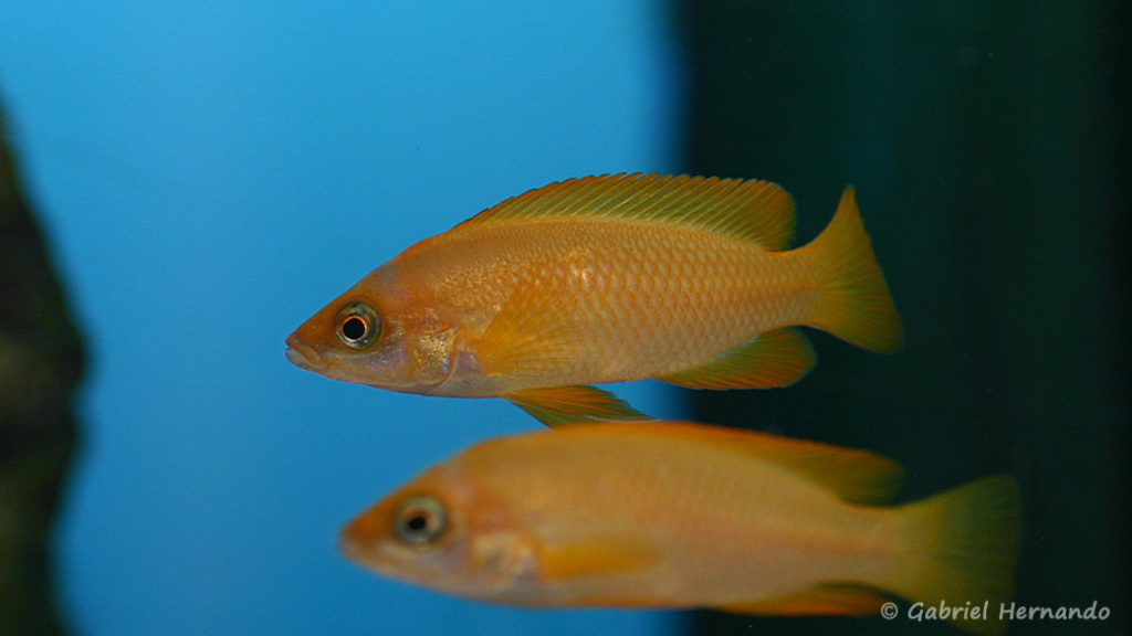 Neolamprologus mustax, variété de Kalambo (Aqua-Treff, Allemagne, mars 2011)