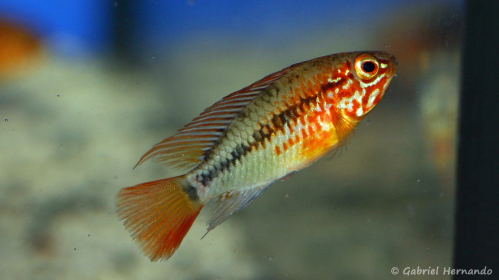 Apistogramma macmasteri (Zoo Jazac Duisbourg, mars 2011)