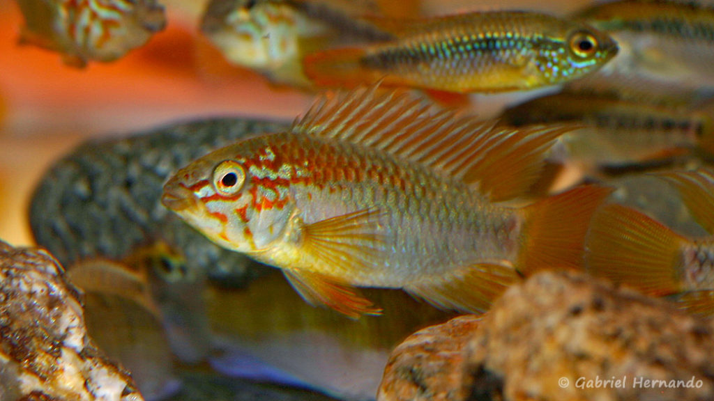 Apistogramma macmasteri (Nancy, congrès AFC 2008)