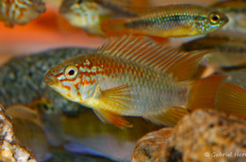 Apistogramma macmasteri (Nancy, congrès AFC 2008)