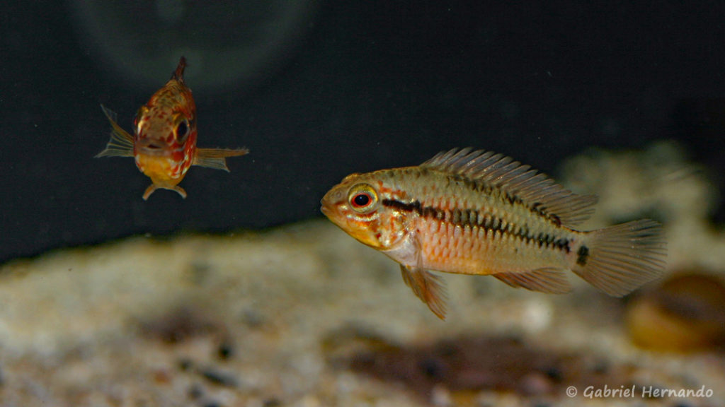 Apistogramma macmasteri (Zoo Jazac Duisbourg, mars 2011)