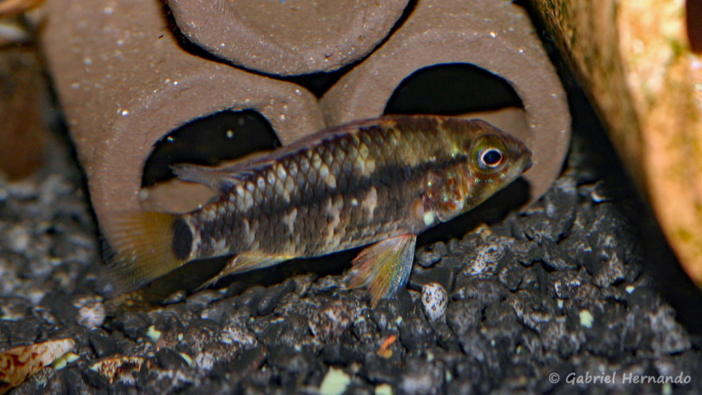 Apistogramma moae (Zoo Jazac Duisbourg, mars 2011)