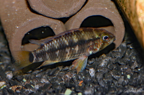 Apistogramma moae (Zoo Jazac Duisbourg, mars 2011)