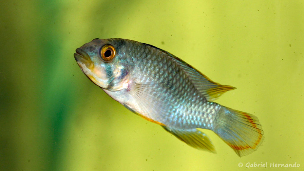 Apistogramma panduro mâle (Aquabeek, Pays Bas, mars 2011)