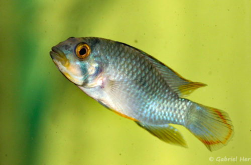 Apistogramma panduro mâle (Aquabeek, Pays Bas, mars 2011)