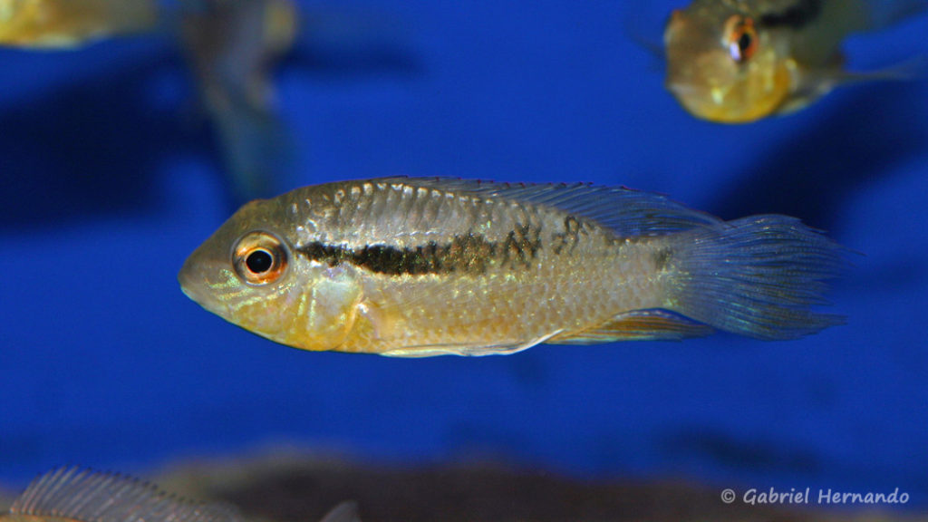 Bujurquina vittata (Zoo Jazac Duisbourg, mars 2011)