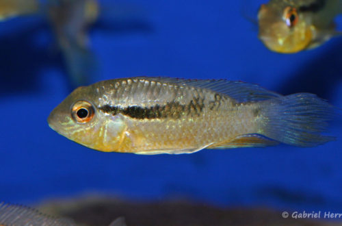 Bujurquina vittata (Zoo Jazac Duisbourg, mars 2011)