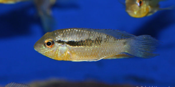 Bujurquina vittata (Zoo Jazac Duisbourg, mars 2011)