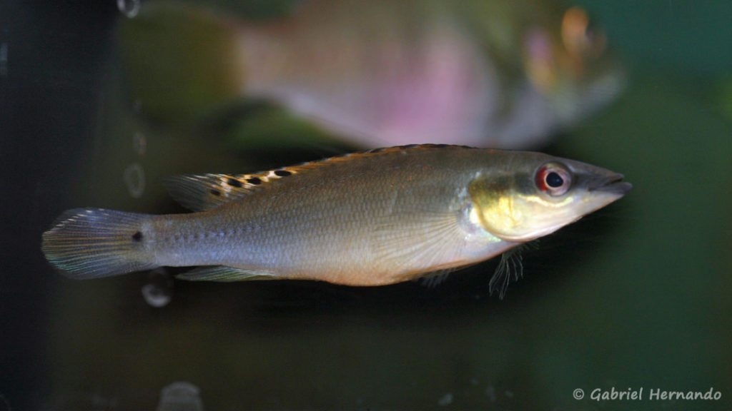 Crenicichla regani (L'Aquarium de Marbais, Belgique, février 2012)