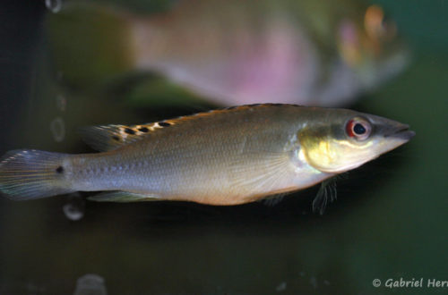 Crenicichla regani (L'Aquarium de Marbais, Belgique, février 2012)