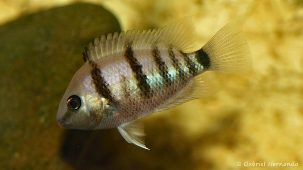 Cryptoheros cutteri (Hobby Zoo Tillman, Duisburg, mars 2011)