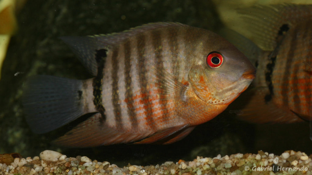 Heros severus, variété du Vénézuela (Hobby Zoo Tilmann, Duisbourg, mars 2009)