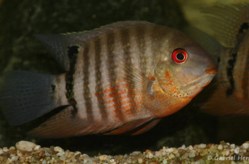 Heros severus, variété du Vénézuela (Hobby Zoo Tilmann, Duisbourg, mars 2009)