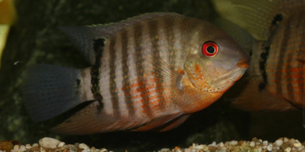 Heros severus, variété du Vénézuela (Hobby Zoo Tilmann, Duisbourg, mars 2009)