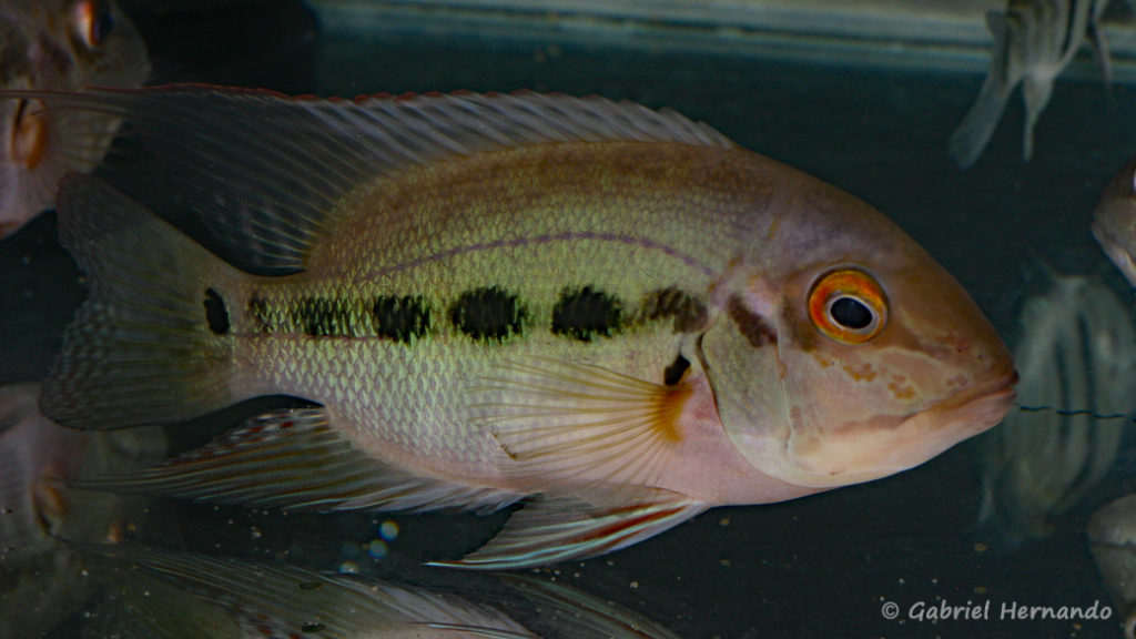 Hoplarchus psittacus (Vichy, congrès AFC 2010)