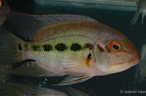 Hoplarchus psittacus (Vichy, congrès AFC 2010)