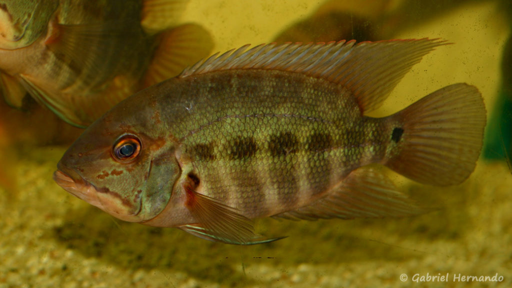 Hoplarchus psittacus (Hobby Zoo Tilmann, Duisbourg, mars 2009)