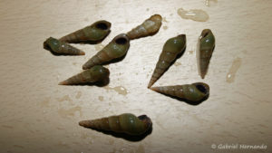 Melanoides tuberculata (Club aquariophile de vernon, juin 2012)