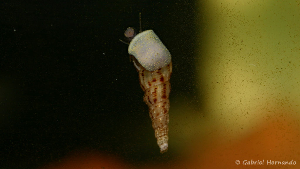 Melanoides tuberculata (Club aquariophile de vernon, juiller 2008)