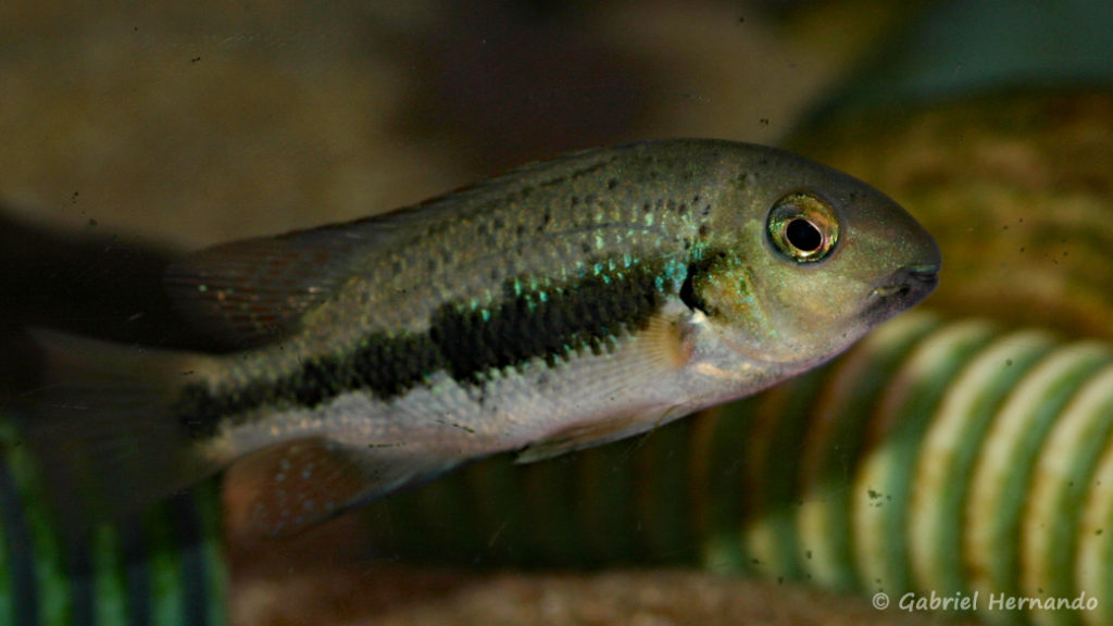 Paraneetroplus gibbiceps (Zoo Jazac, Duisbourg, mars 2011)