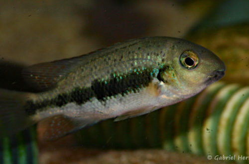 Paraneetroplus gibbiceps (Zoo Jazac, Duisbourg, mars 2011)