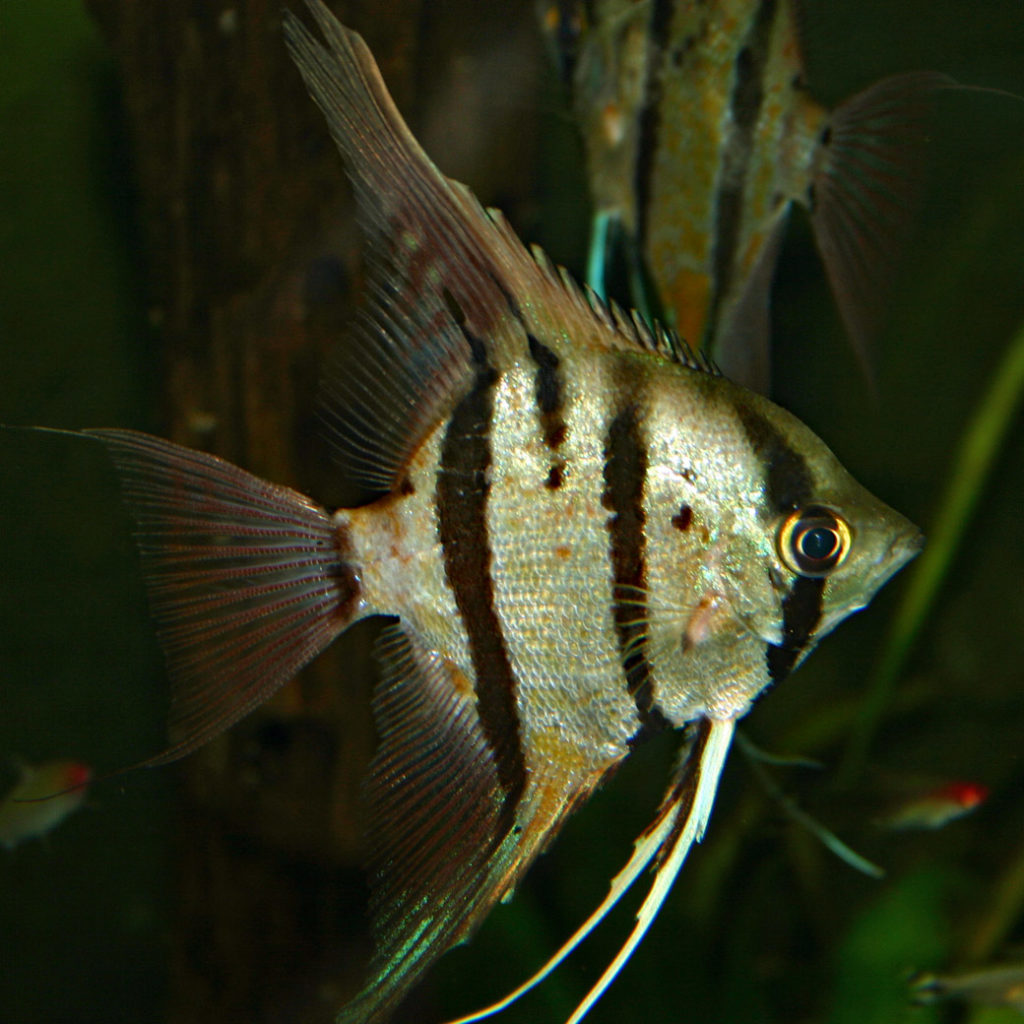 Pterophyllum scalare, variété du Pérou (Club aquariophile de Vernon, décembre 2007)